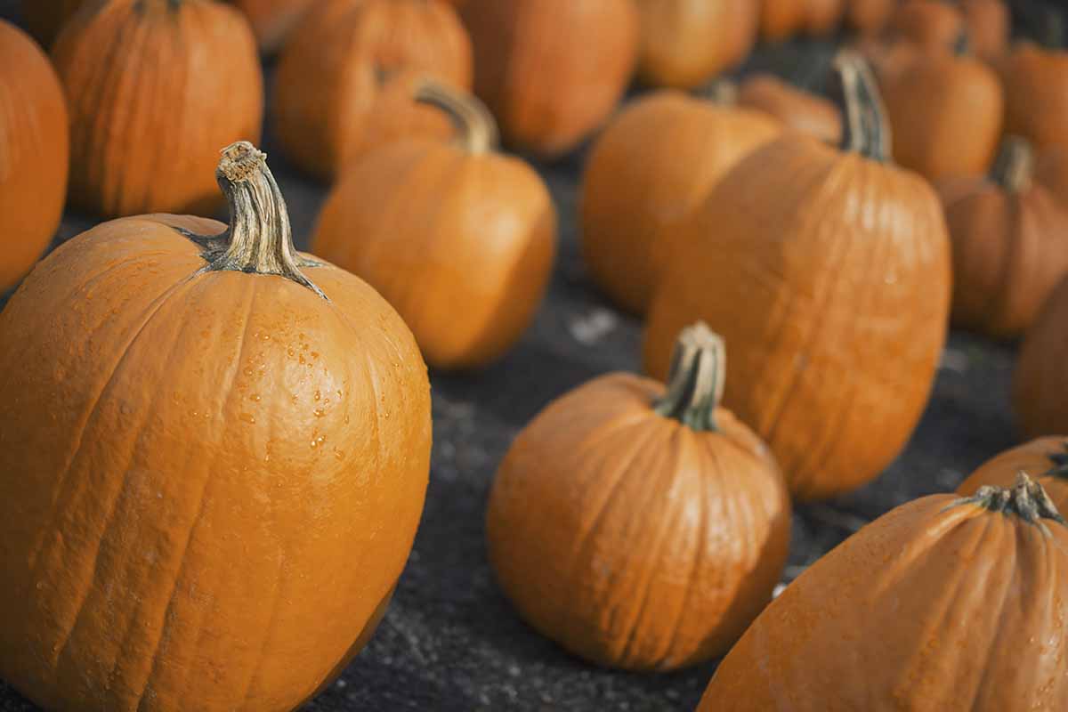 A close up horizontal image of pumpkins freshly harvested and set on the ground to cure.