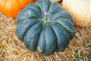 A close up horizontal image of freshly harvested pumpkins.