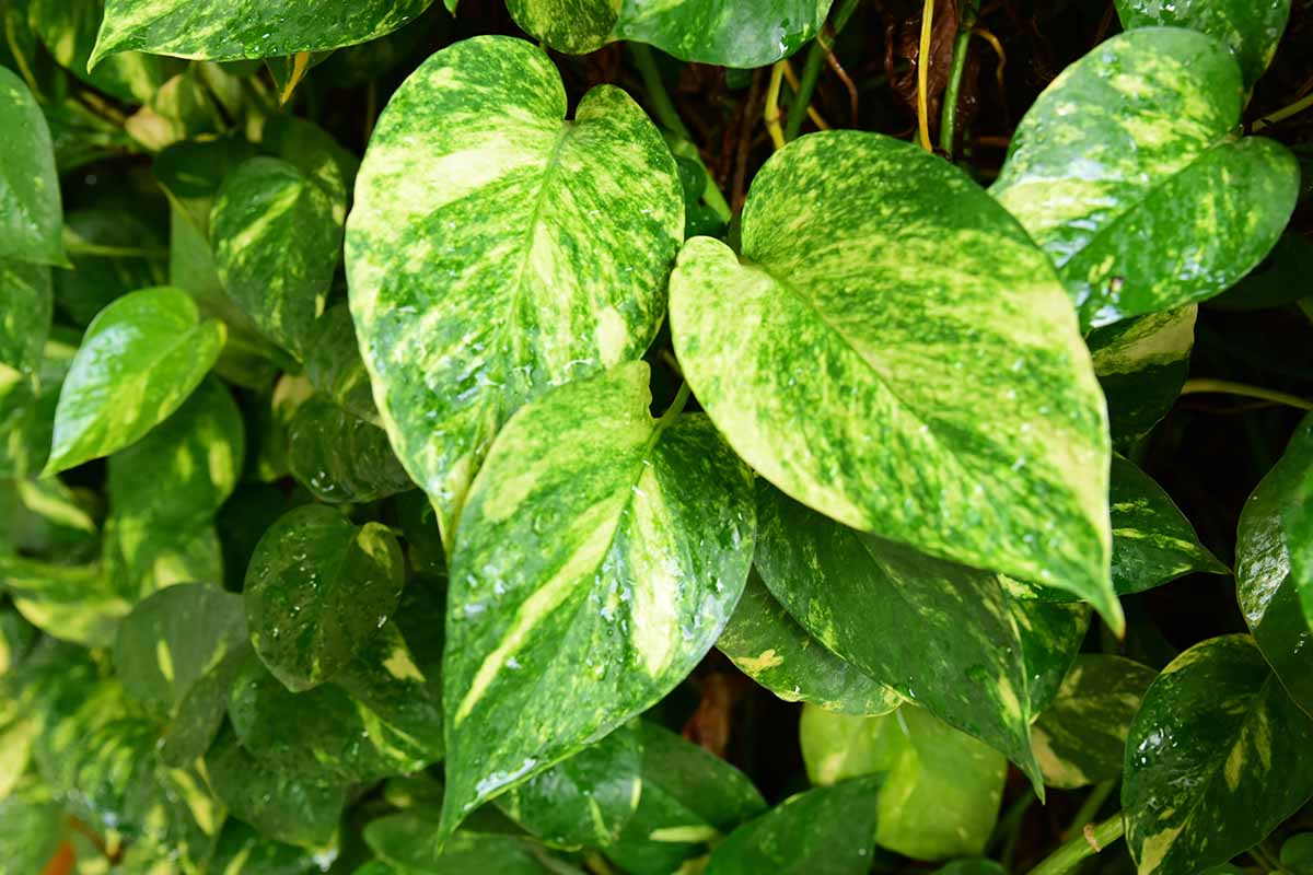 A close up horizontal image of a healthy variegated pothos plant growing indoors.