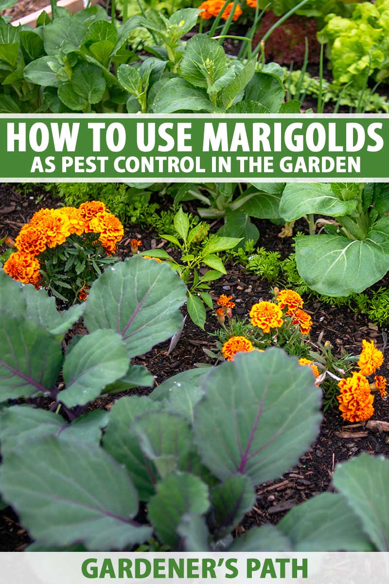 A vertical image of a vegetable garden interplanted with marigolds for pest control. To the top and bottom of the frame is green and white printed text.
