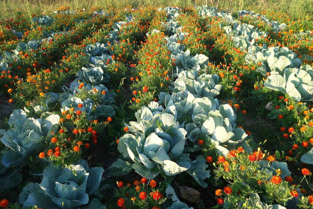 A horizontal image of a large vegetable garden growing rows of cabbages interplanted with marigolds for pest control.