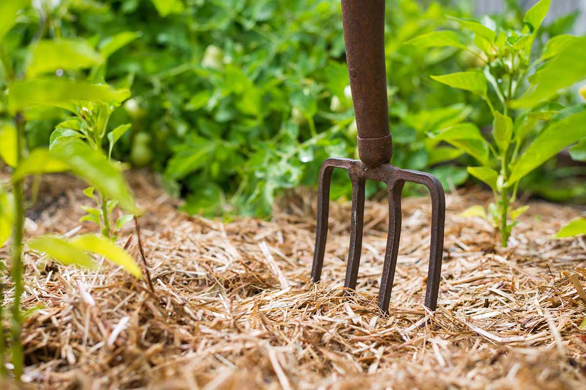 A close up horizontal image of a gardening fork set upright in the veggie garden.