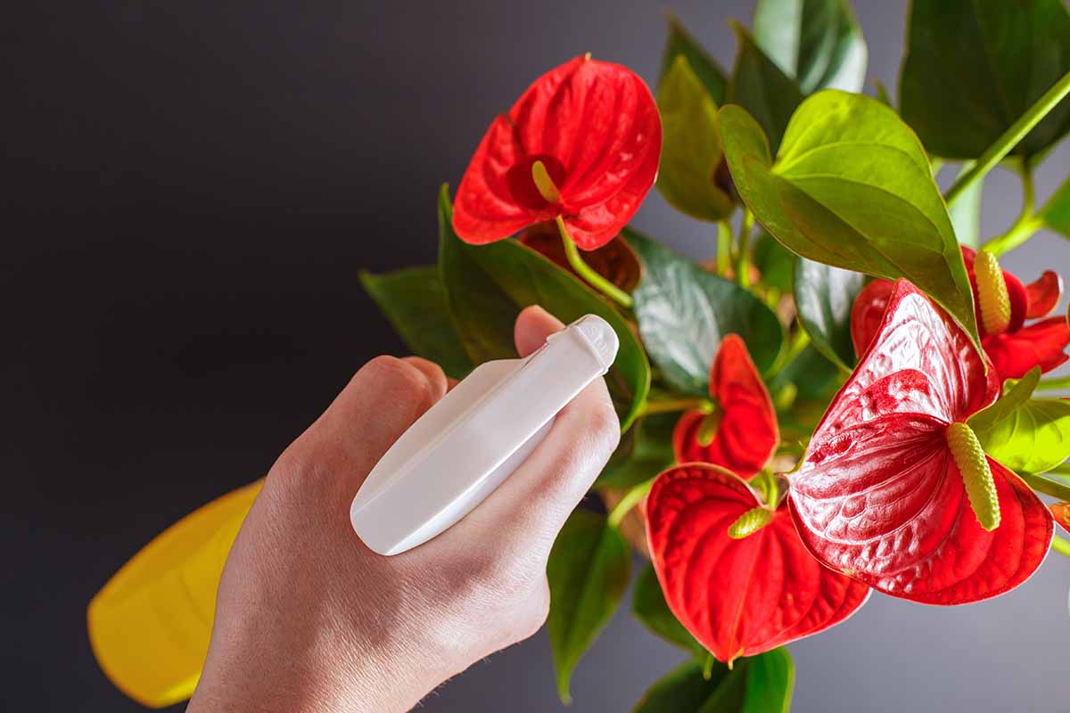 A close up horizontal image of a hand from the bottom of the frame holding a spray bottle and misting the foliage of an anthurium plant, pictured on a soft focus background.