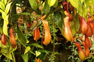 A close up horizontal image of Nepenthes pitcher plants growing in a pot indoors.