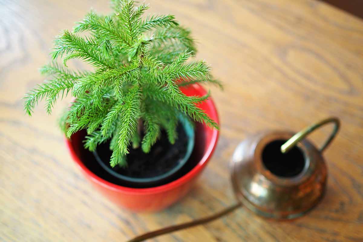 A close up horizontal image of a small Norfolk Island pine in a red pot set on a wooden surface.