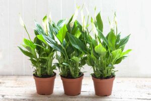 A close up of three small peace lily plants growing indoors set on a wooden surface.