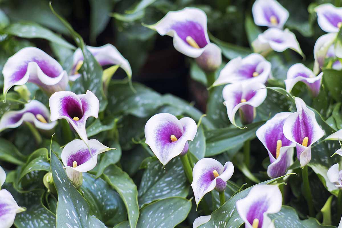 A close up horizontal image of purple and white call lilies growing in the garden.