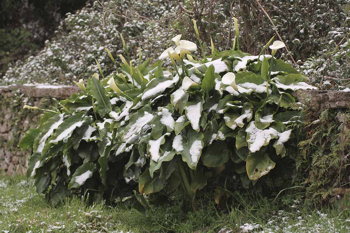 A close up horizontal image of a stand of calla lilies growing by a stone fence covered in a light dusting of snow.