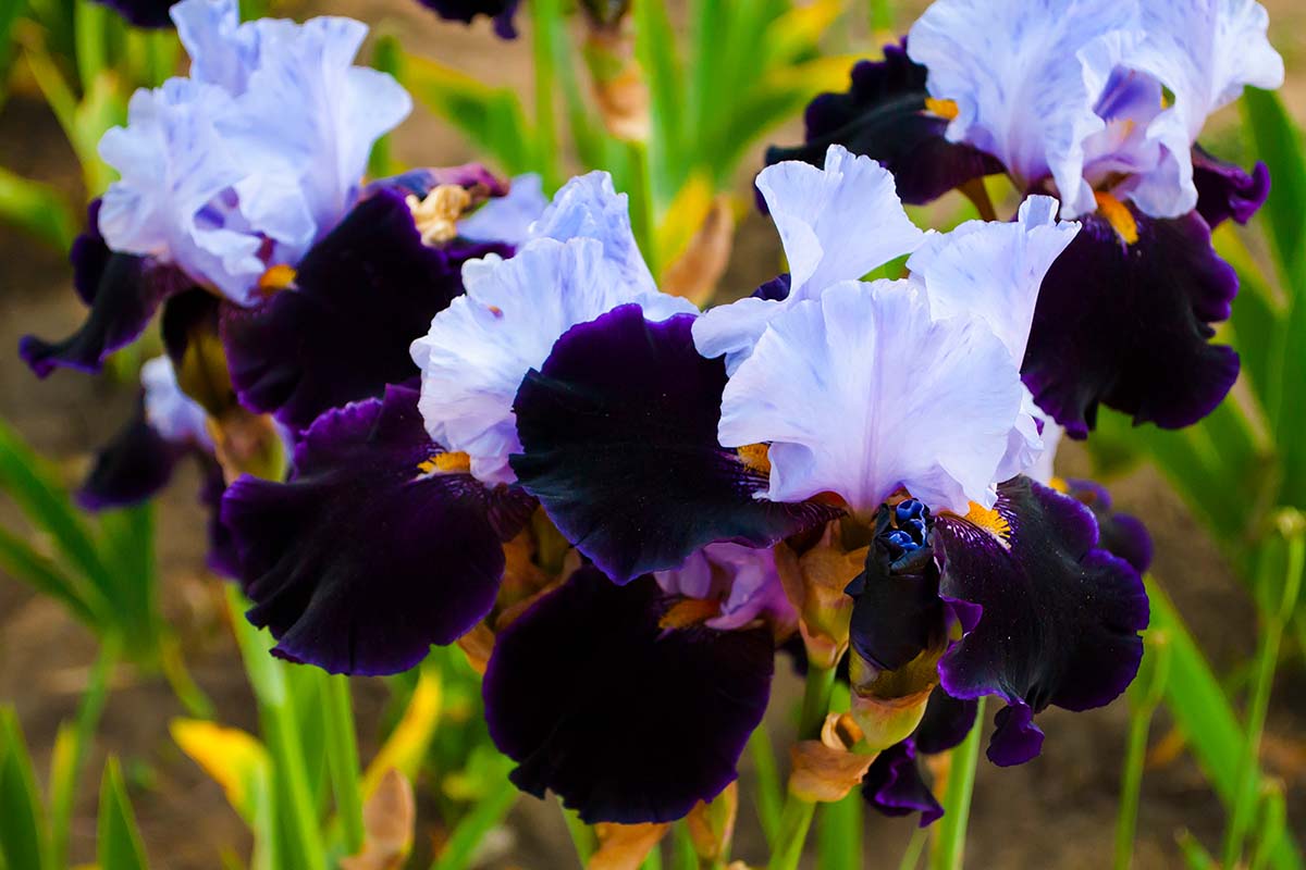 A close up horizontal image of dark and light iris flowers growing in the garden pictured on a soft focus background.