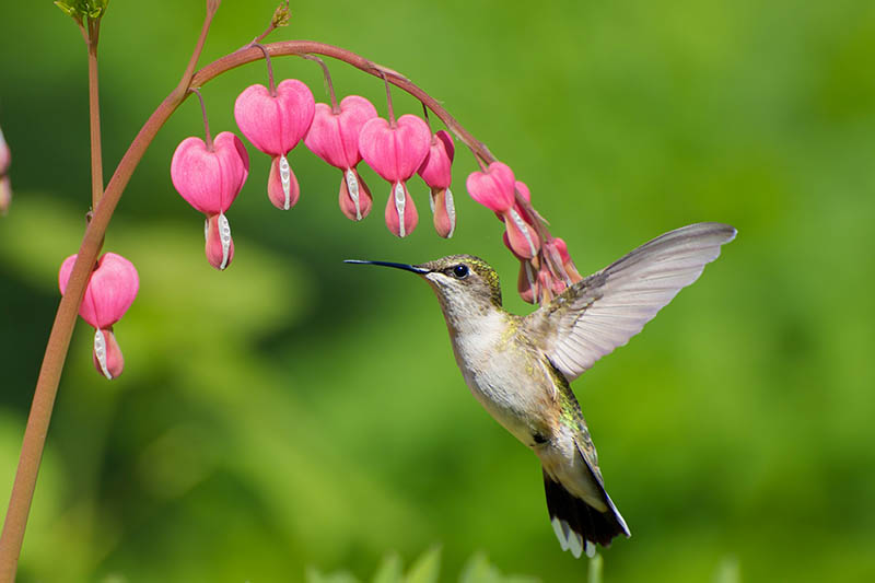 A close up horizontal image of a hummingbird approaching a stem of pink bleeding heart (Lamprocapnos spectabilis) flowers pictured on a green background.