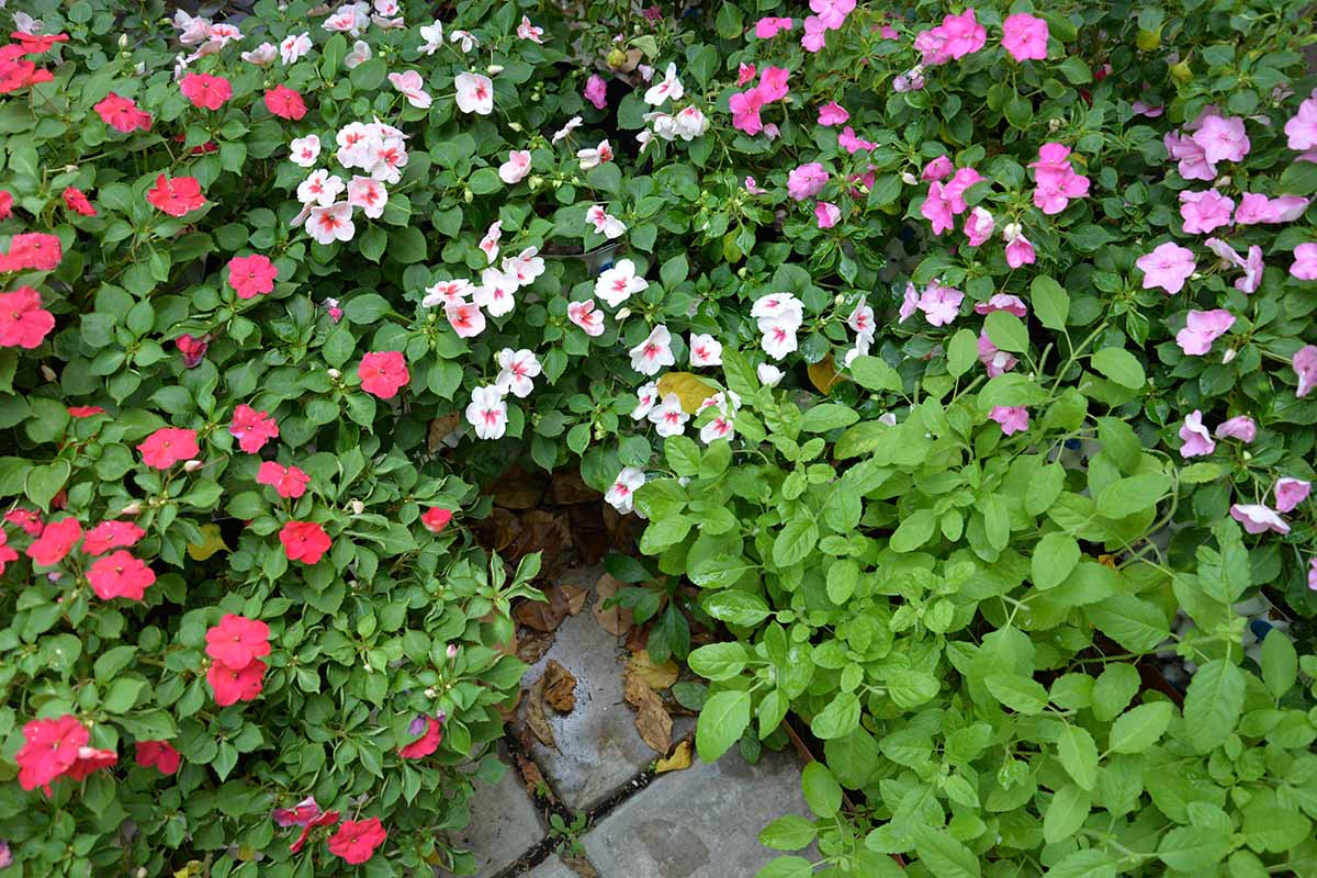 A close up horizontal image of a bed of Impatiens walleriana flowers growing by the side of a patio.