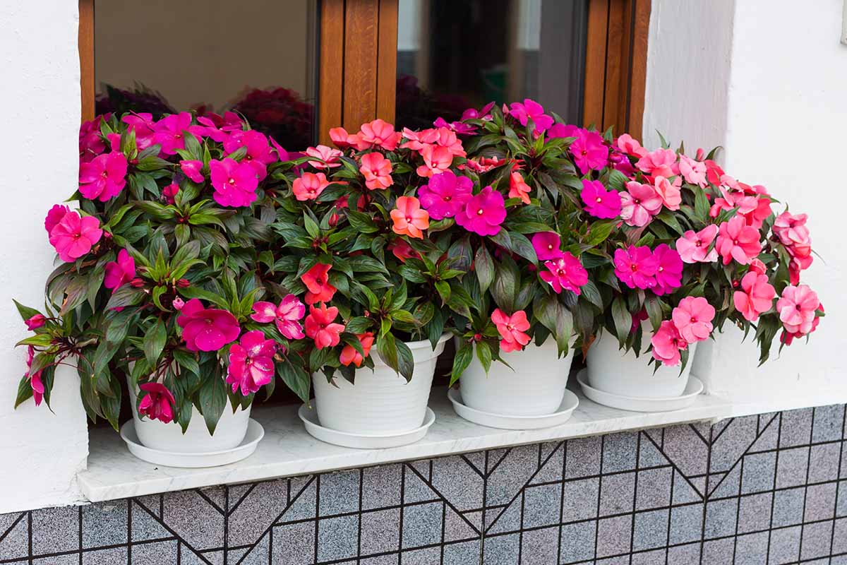 A close up horizontal image of pots of colorful New Guinea impatiens flowers set on a windowsill.