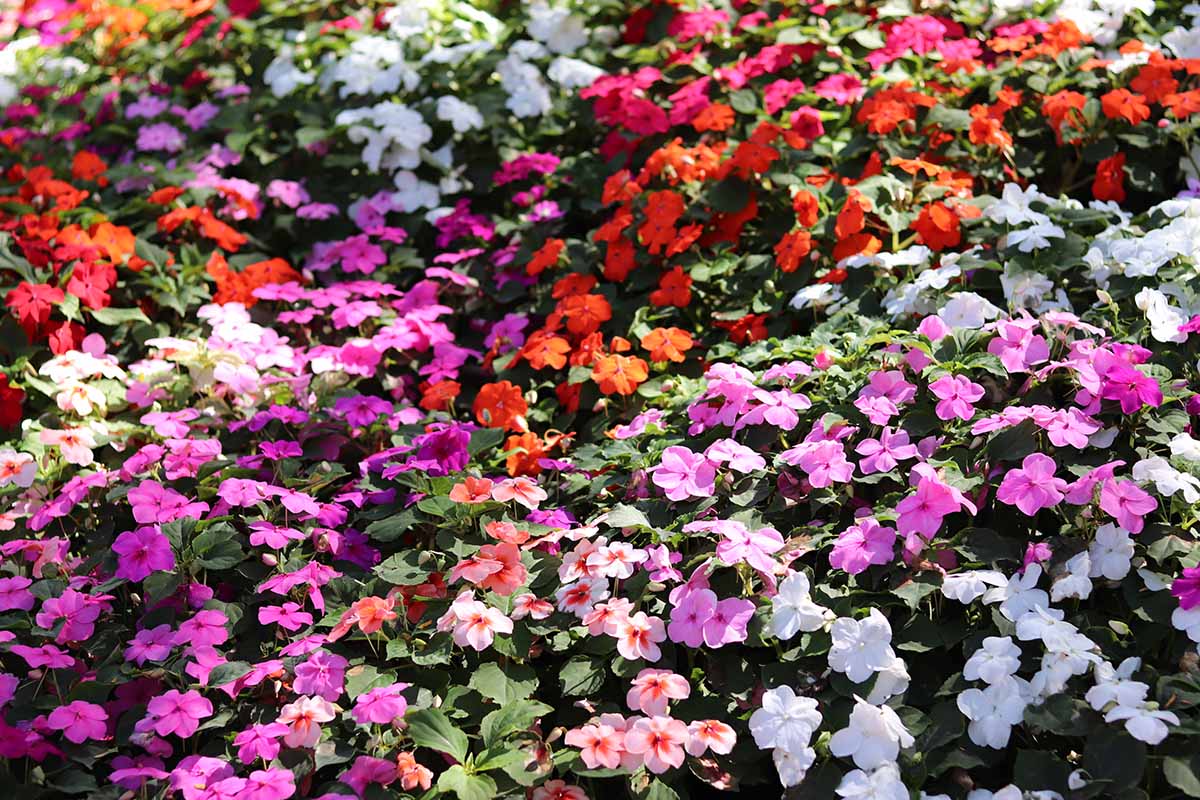 A close up horizontal image of a swath of colorful Impatiens walleriana flowers growing in the garden.