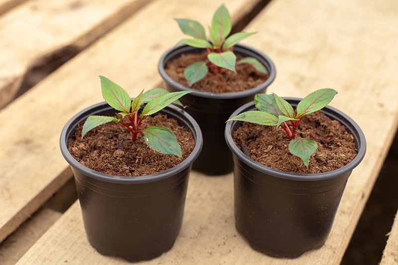 A close up horizontal image of three pots of seedlings set on a wooden surface.