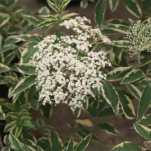 A close up square image of the variegated foliage and large white flowers of Instant Karma elderberry shrub.