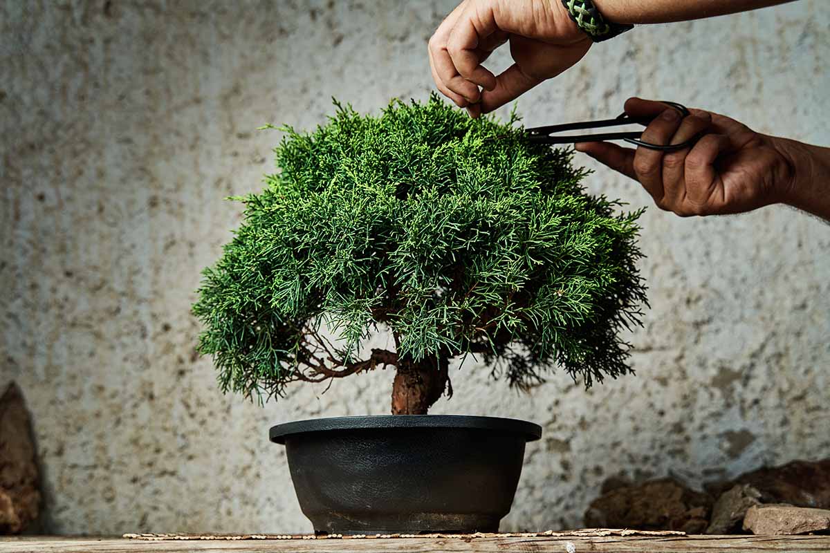 Introduction To Bonsai: Tips For Beginners | Gardener'S Path