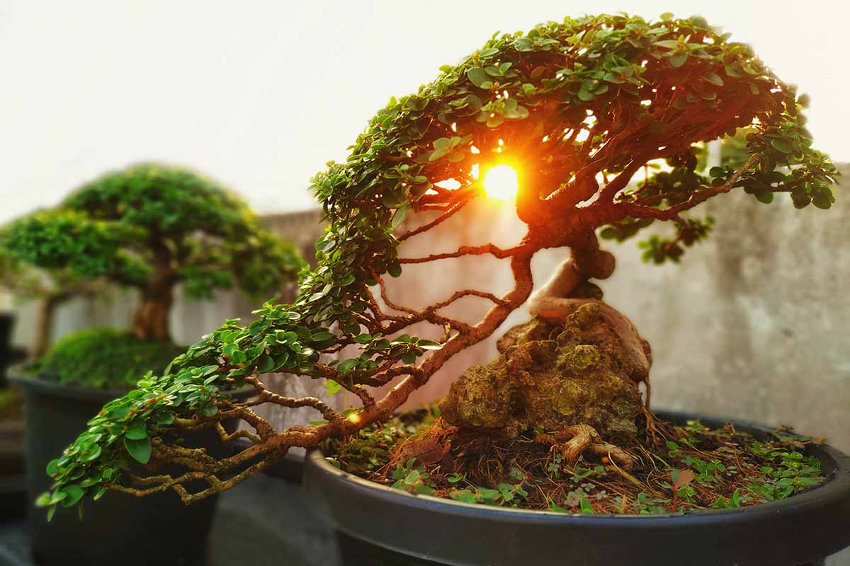 A close up horizontal image of a tree pruned into a han-kengai, aka semi-cascading style of bonsai pictured at sunset.