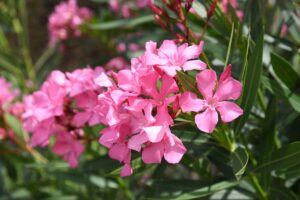 A close up horizontal image of pink oleander flowers pictured in light sunshine.