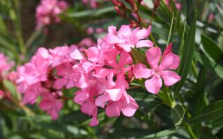 A close up horizontal image of pink oleander flowers pictured in light sunshine.