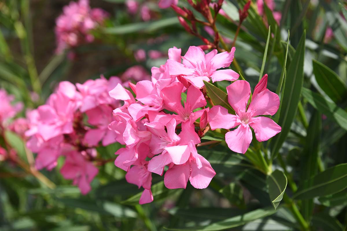 A close up horizontal image of bright pink oleander flowers growing in the garden pictured in bright sunshine with foliage in soft focus in the background.