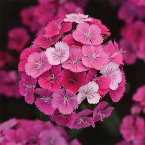 A close up square image of a Dianthus barbatus Jolt 'Pink Magic' flower pictured on a soft focus background.