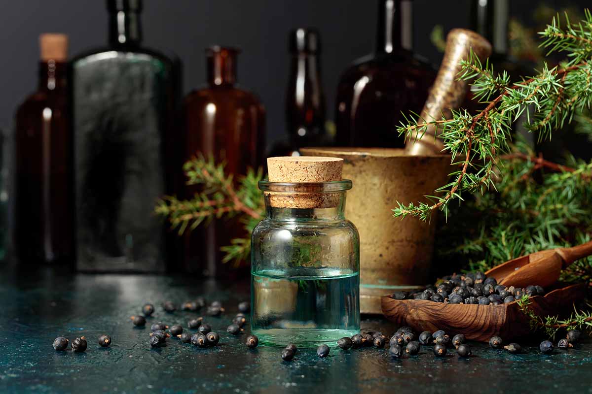 A close up horizontal image of a small glass bottle of tincture with juniper berries and branches scattered around on a dark gray table.