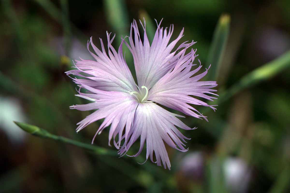 A close up horizontal image of a light pink fringed dianthus flower pictured on a soft focus background.