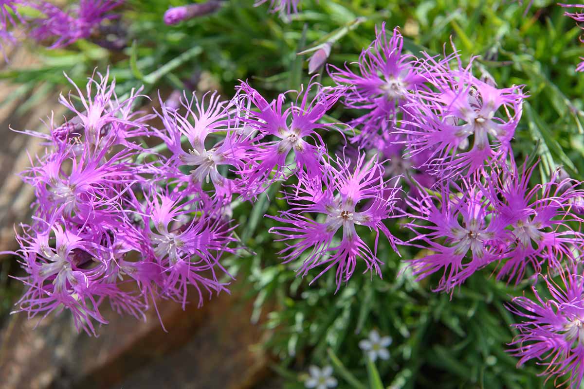 A close up horizontal image of light purple Dianthus superbus flowers growing in the garden pictured in light filtered sunshine.