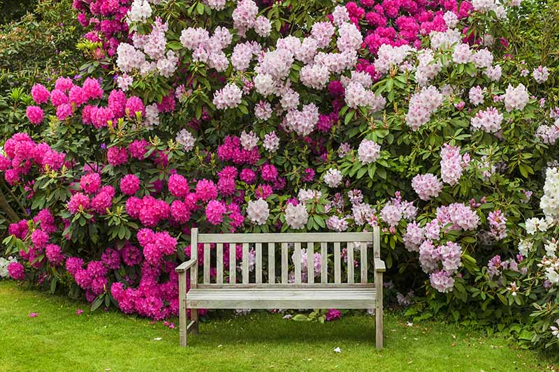 A horizontal image of a wooden bench set in front of light and dark pink rhododendron shrubs.