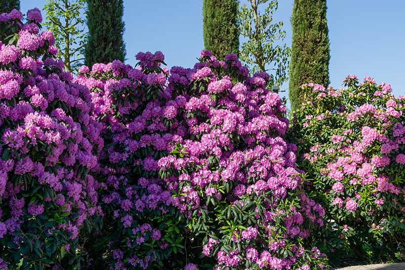 A horizontal image of large pink rhododendrons growing in the garden pictured in bright sunshine on a blue sky background.