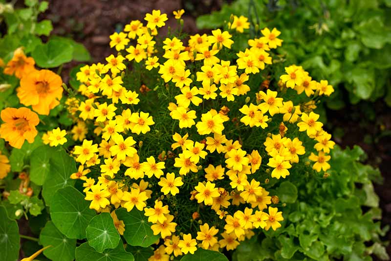 A close up horizontal image of Tagetes tenuifolia 'Lemon Gem' growing in the garden with nasturtiums to the left of the frame.