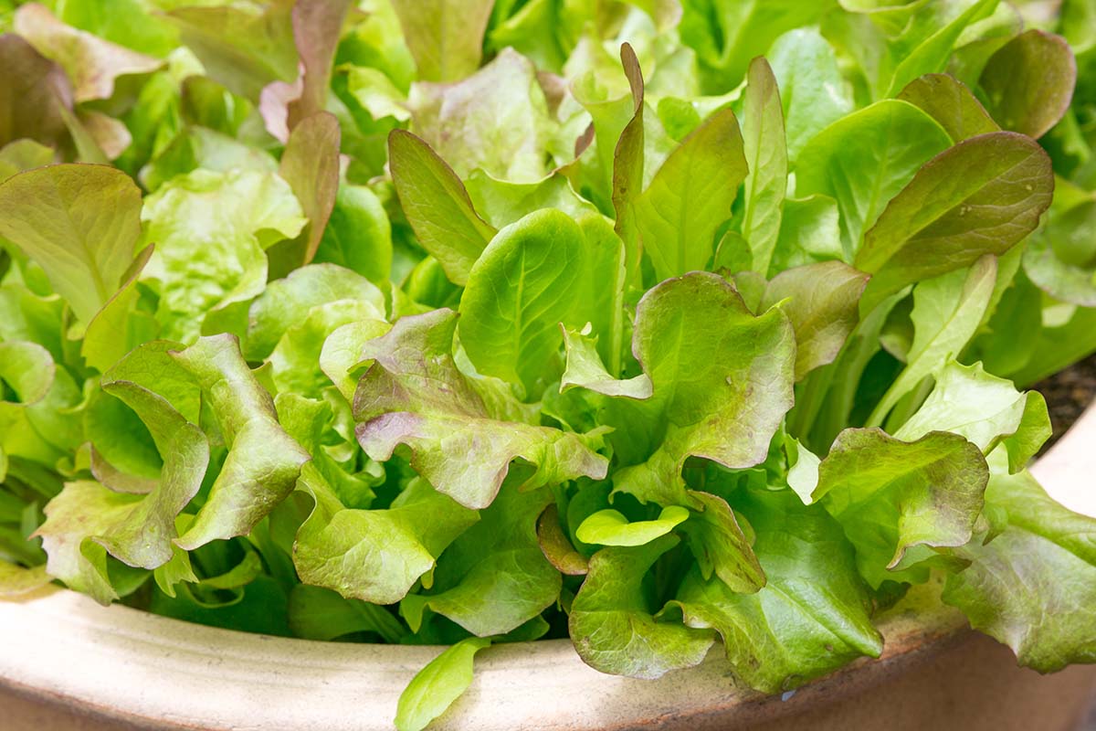 A close up horizontal image of leaf lettuce growing in a terra cotta pot.
