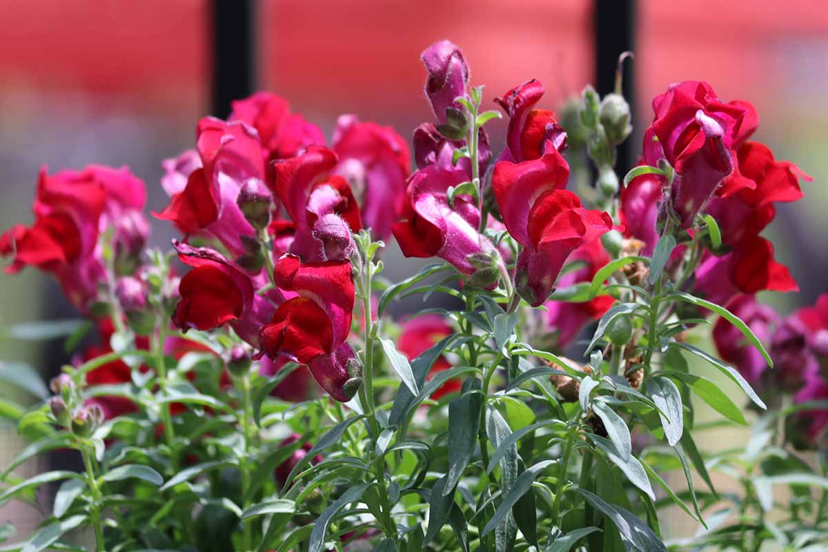 A horizontal image of bright red Antirrhinum majus Liberty blooms growing in a container in bright sunshine.