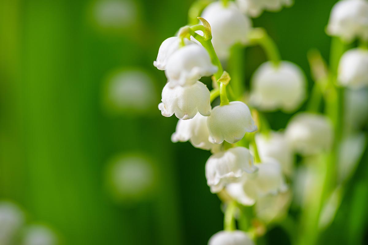 A close up horizontal image of white lily of the valley flowers pictured on a soft focus background.