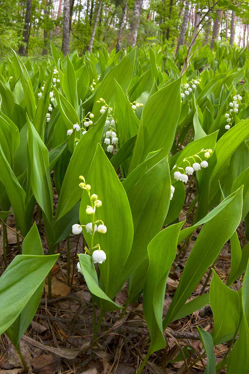 A vertical image of a large stand of lily of the valley growing in a shady, woodland location.