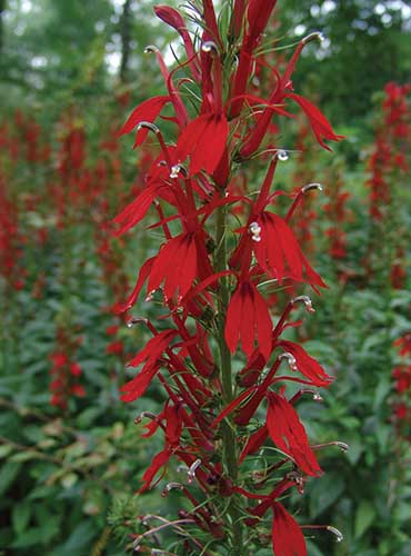 A close up vertical image of red cardinal flowers growing outdoors pictured on a soft focus background.