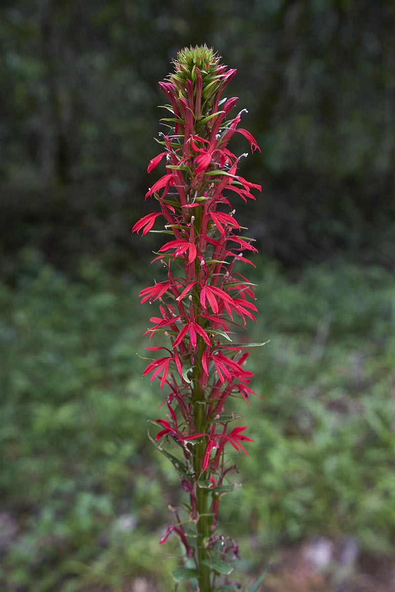 A close up vertical image of bright red Lobelia cardinalis (cardinal flower) growing in the backyard pictured on a soft focus background.