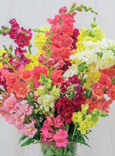 A close up vertical image of a bouquet of Madame Butterfly snapdragons in a glass vase.