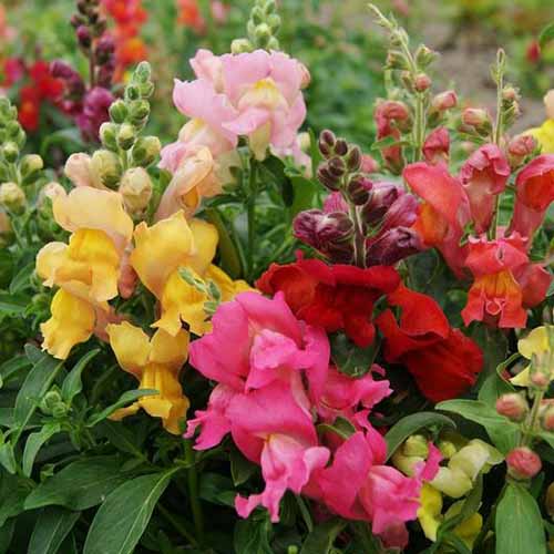 A square image of Magic Carpet snapdragon flowers in a variety of different colors.