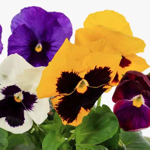 A square image of different colored Majestic Giant pansies pictured on a white background.