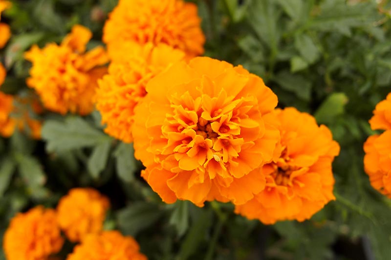 A close up horizontal image of orange Tagetes 'Mandarin' flowers growing in the garden pictured on a soft focus background.