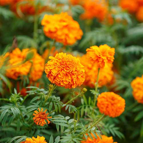 A close up square image of Tagetes 'Mandarin' bright orange flowers growing in the garden pictured on a soft focus background.
