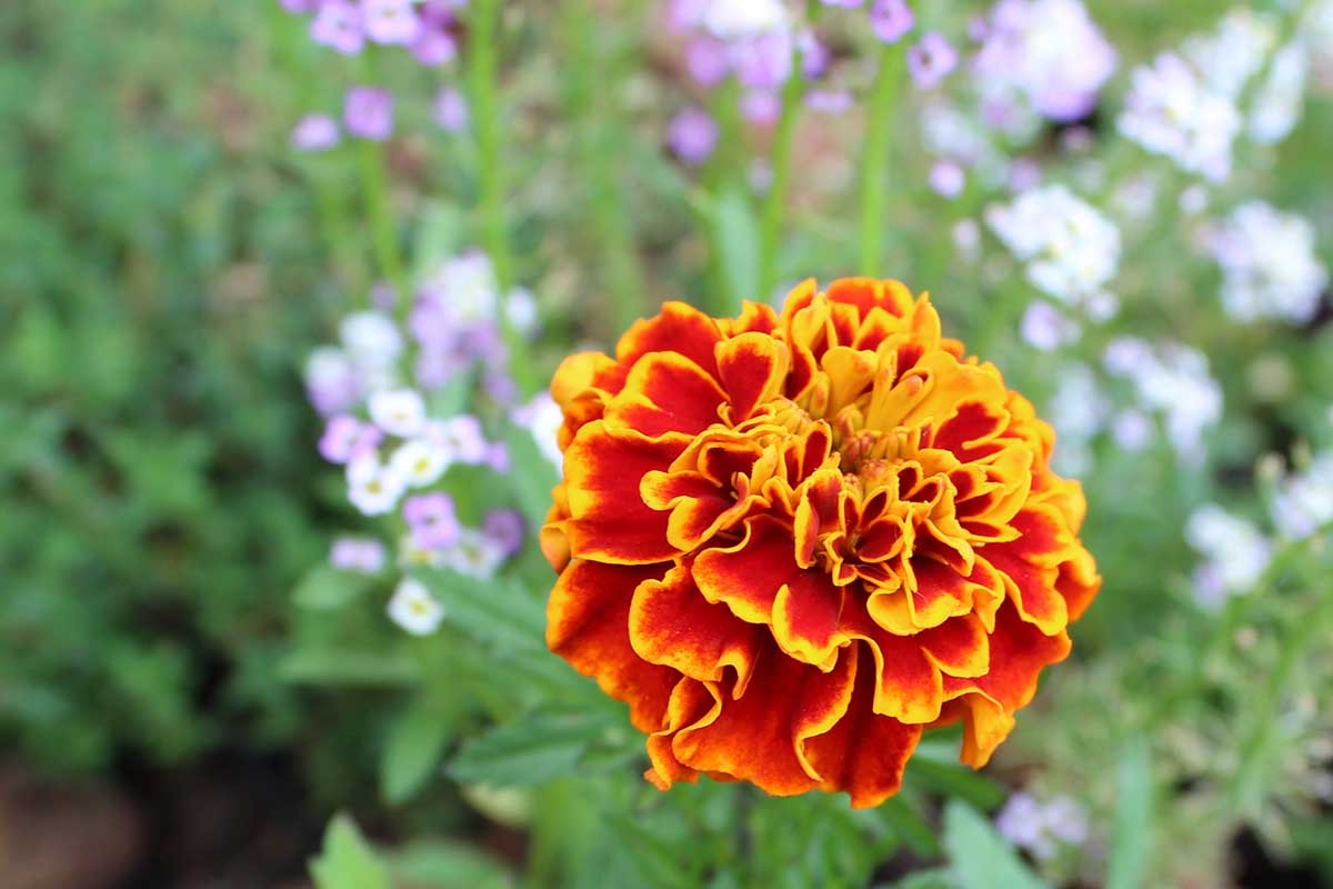 A close up horizontal image of a bright red and orange French marigold growing in the garden pictured on a soft focus background.