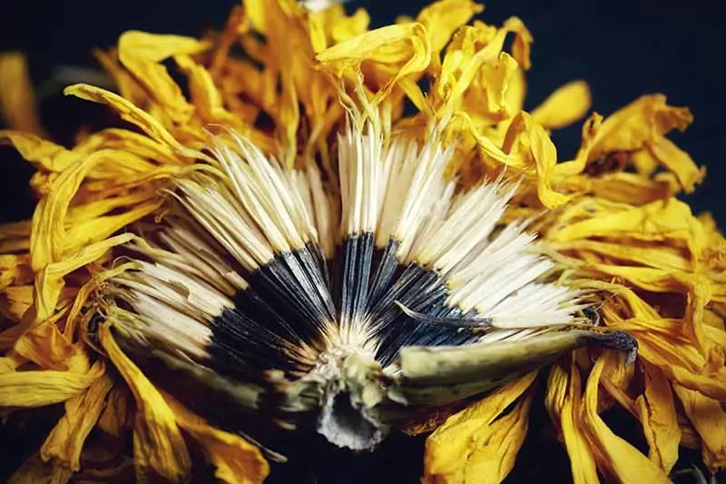 A close up horizontal image of a spent Tagetes patula flower showing the seeds in the center.