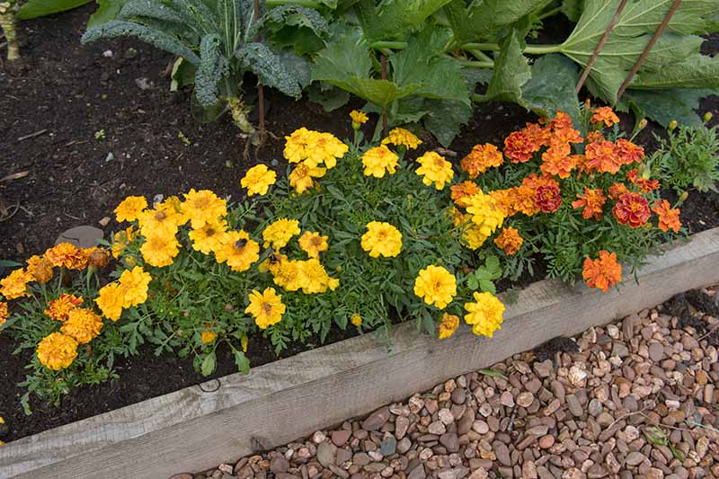 A horizontal image of yellow and orange marigolds growing along the edge of a raised garden bed with vegetables in the background.