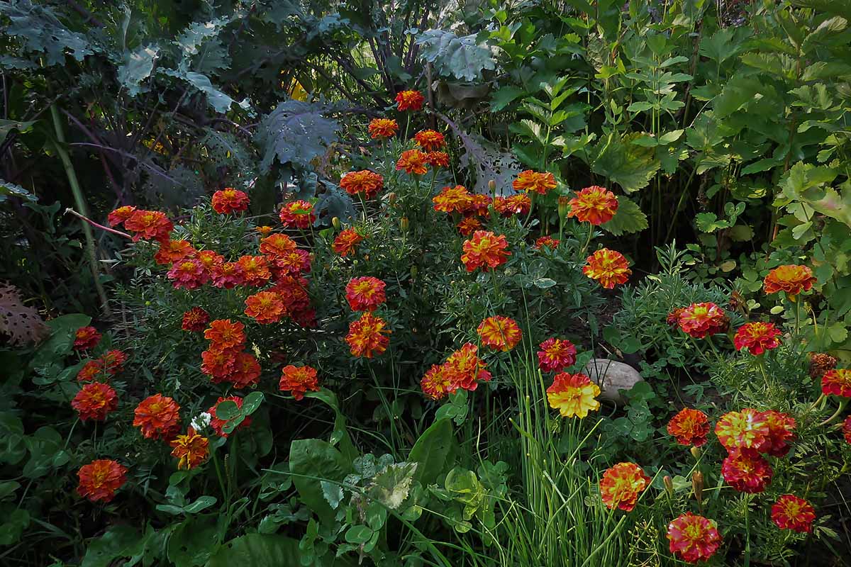 A horizontal image of a vegetable garden with kale and bright orange flowers growing among other plantings.