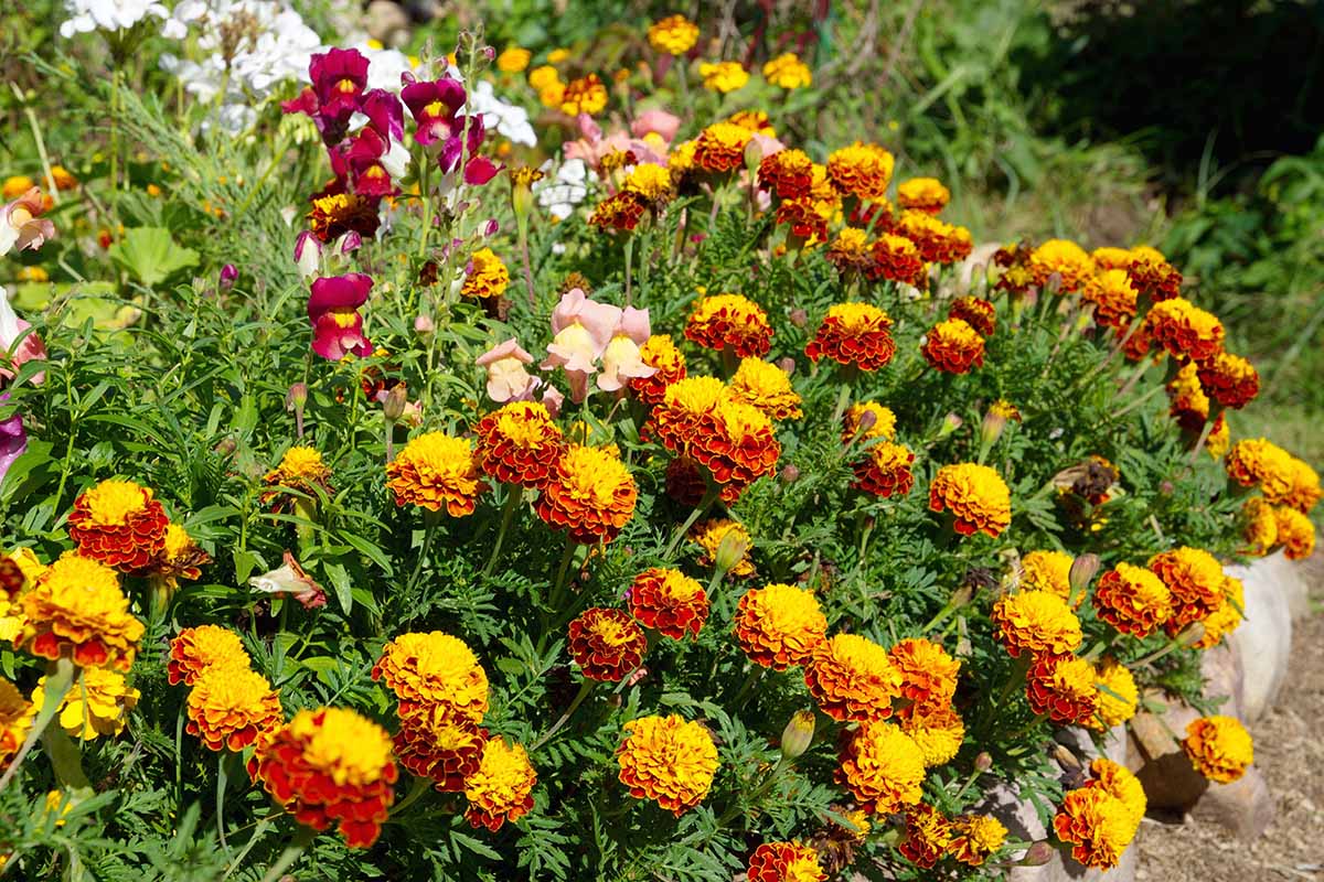 A horizontal image of a colorful garden border planted with Tagetes patula planted with snapdragons and other flowers.
