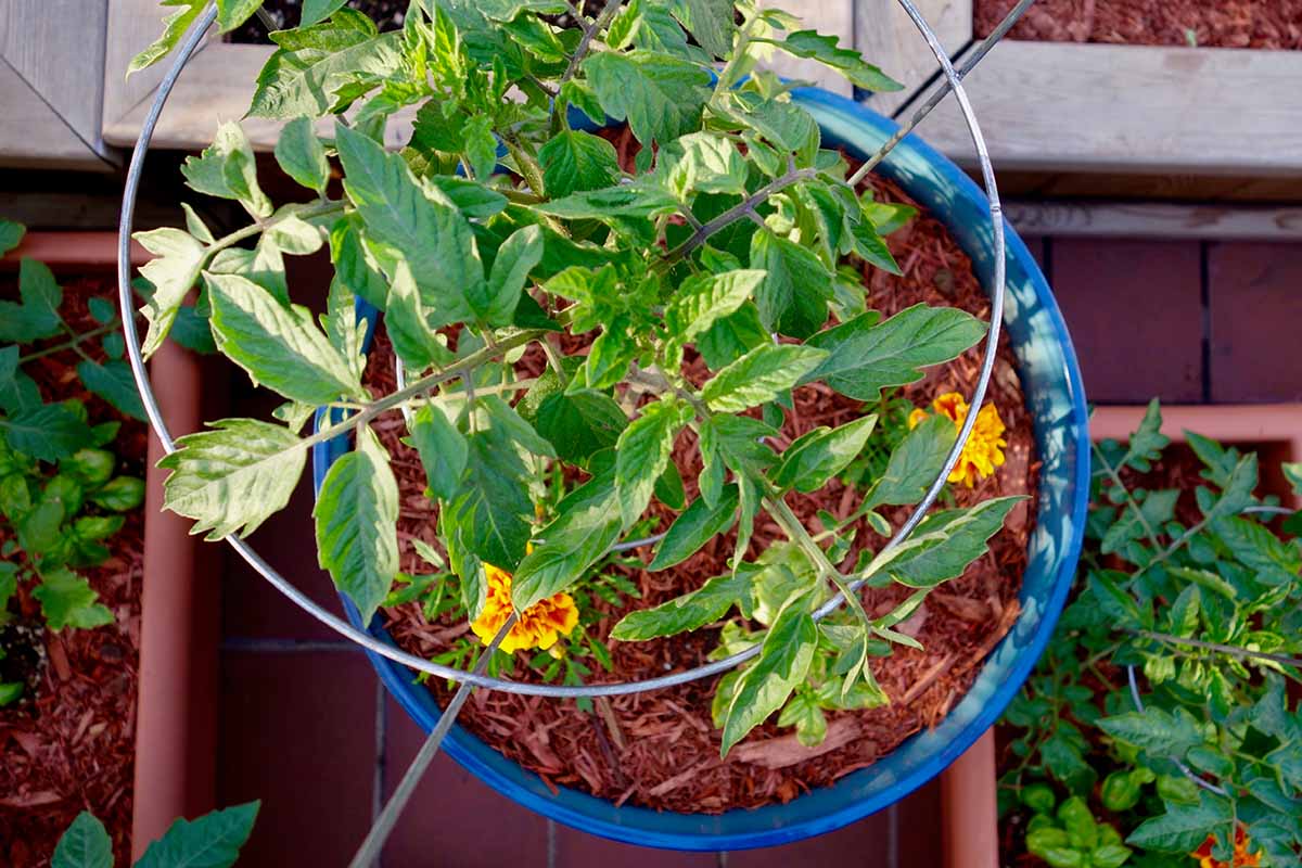 A close up horizontal image of a tomato plant growing in a container with orange flowers.