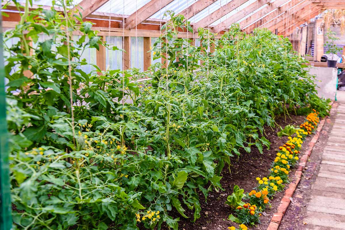 A horizontal image of tomatoes growing in a greenhouse with a row of marigolds at the edge of the bed.