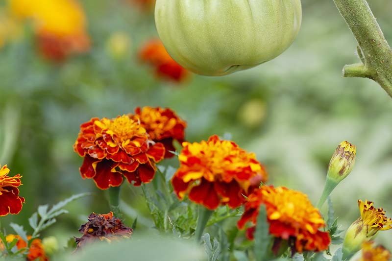 A close up horizontal image of marigold flowers growing next to tomato plants pictured on a soft focus background.